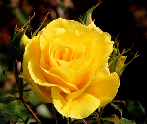 Yellow Rose .